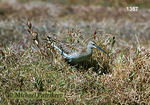 Whimbrel (Numenius phaeopus)